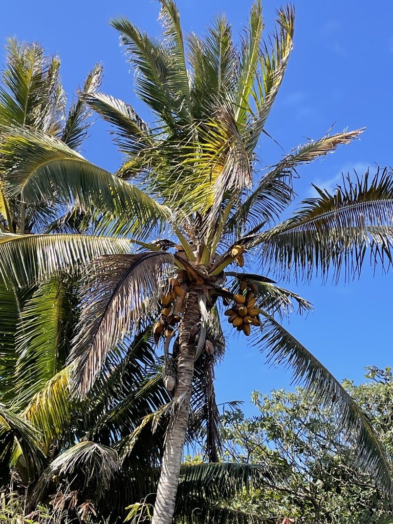 Veel kokosnoten in deze boom!